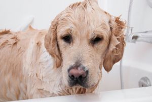 pet care bath products